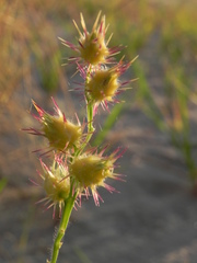 Cenchrus longispinus