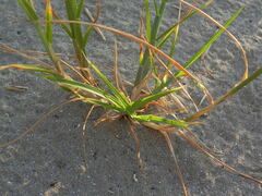 Cenchrus longispinus