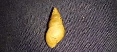 Bulimulus tenuissimus