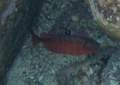 Priacanthus blochii