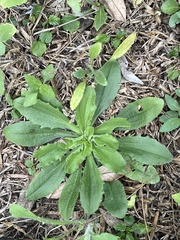 Plantago virginica