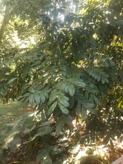 Meliaceae