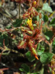 Erythrostemon angulatus
