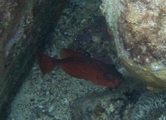 Priacanthus blochii