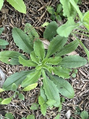 Plantago virginica