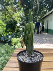 Cereus repandus