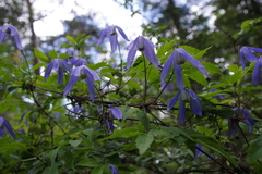 Clematis alpina