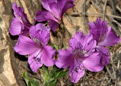 Alstroemeria violacea
