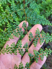 Odontosoria aculeata