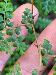 Odontosoria aculeata