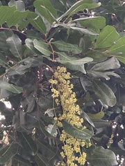Cupaniopsis anacardioides