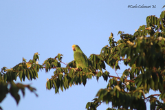 Amazona ochrocephala