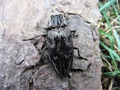 Chalcophora mariana