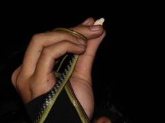 Dendrelaphis underwoodi