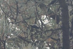 Sitta pygmaea melanotis