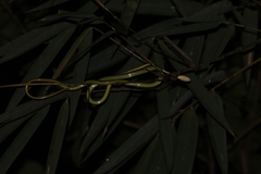 Dendrelaphis underwoodi