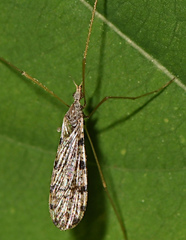 Limnophila fuscovaria