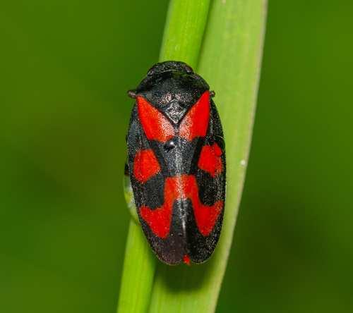 Common Froghopper