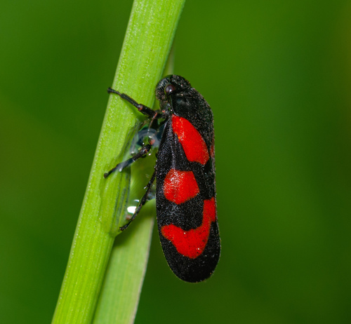 Common Froghopper