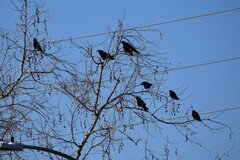 Corvus brachyrhynchos