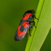 Common Froghopper - Photo (c) Denis K., some rights reserved (CC BY-NC), uploaded by Denis K.