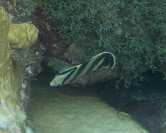 Chaetodon striatus