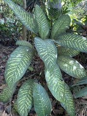 Dieffenbachia