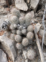 Escobaria emskoetteriana