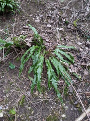 Asplenium scolopendrium