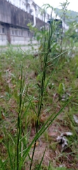 Schizachyrium