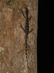 Varanus salvator bivittatus