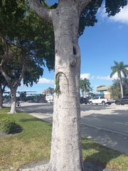 Iguana iguana