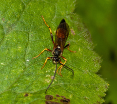 Ichneumon xanthorius