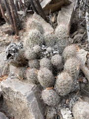 Escobaria emskoetteriana