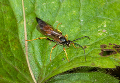 Ichneumon xanthorius