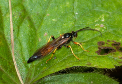 Ichneumon xanthorius