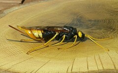 Urocerus gigas