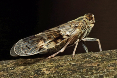 Melanoliarus placitus