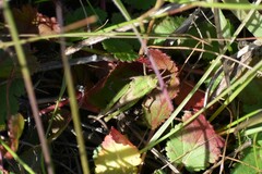 Chimarocephala pacifica