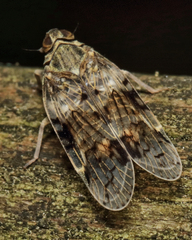 Melanoliarus placitus