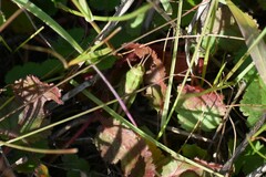 Chimarocephala pacifica