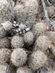 Escobaria emskoetteriana