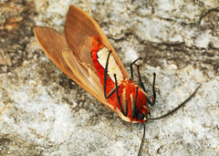 Amastus coccinator