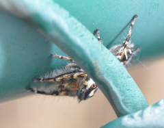 Phidippus comatus