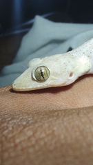 Hemidactylus mabouia