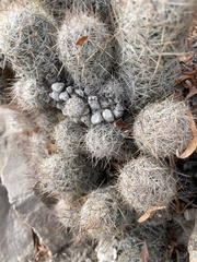 Escobaria emskoetteriana