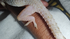 Hemidactylus mabouia