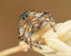 Phidippus comatus