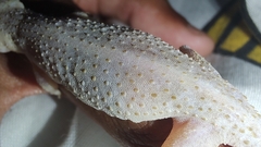 Hemidactylus mabouia