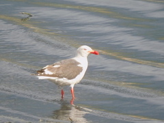 Leucophaeus scoresbii